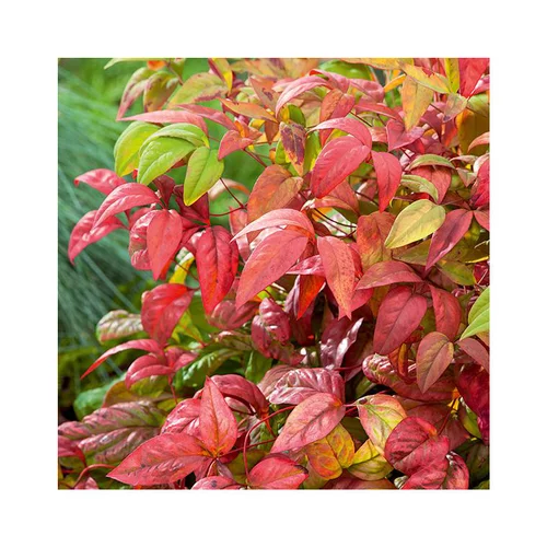Nandina Domestica Fire Power rouge en pot de 5 L