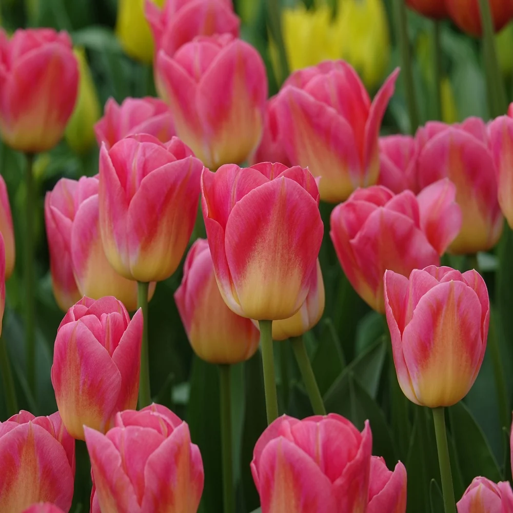 7 Tulipes Triomphe Tom Pouce Tulipa 'tom pouce'
