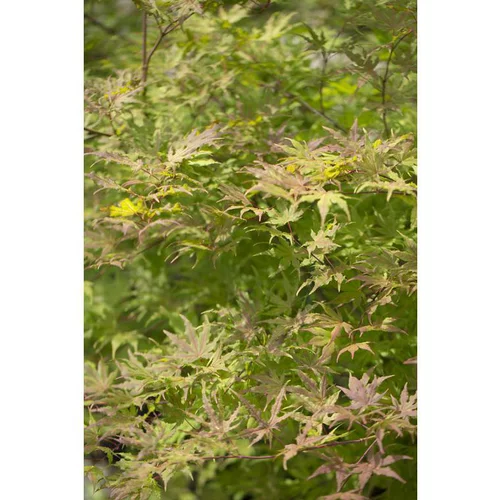 Erable du Japon (ACER PALMATUM RETICULATUM RED ) Le pot de 3 litres
