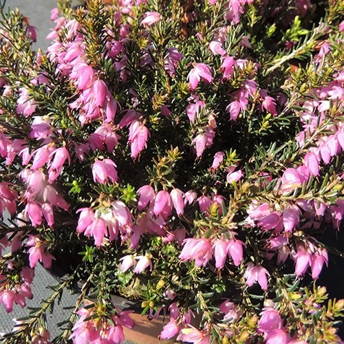 Bruyère d'hiver Springwood Pink Erica carnea springwood pink