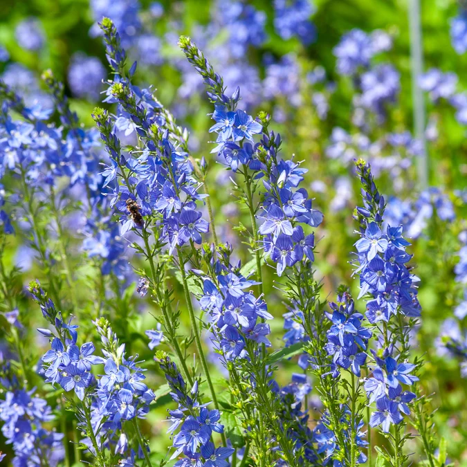 Véronique d'Autriche Royal Blue Veronica austriaca Royal Blue