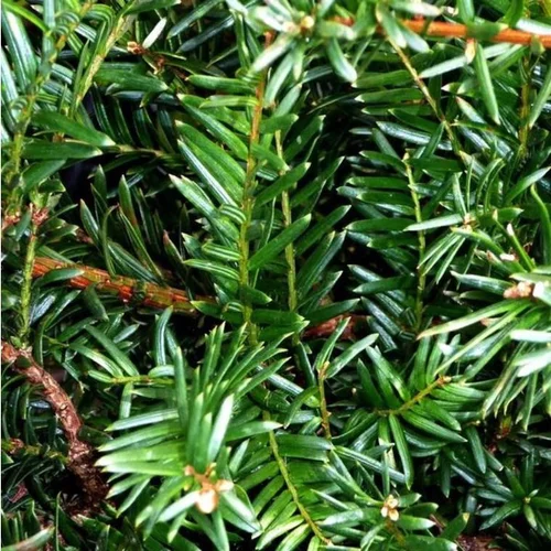 Taxus Baccata David en pot de 10 L