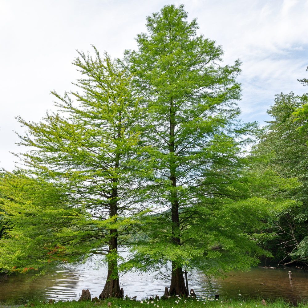 Cyprès chauve Taxodium distichum