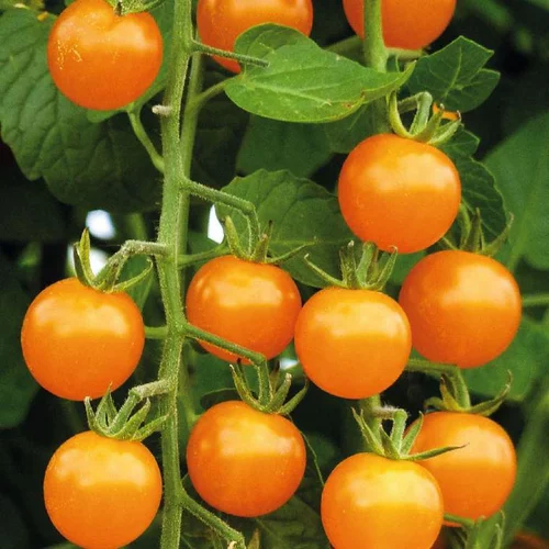 Tomate Cerise Ronde Gold Nugget bio. Le pot de 9 x 9 cm