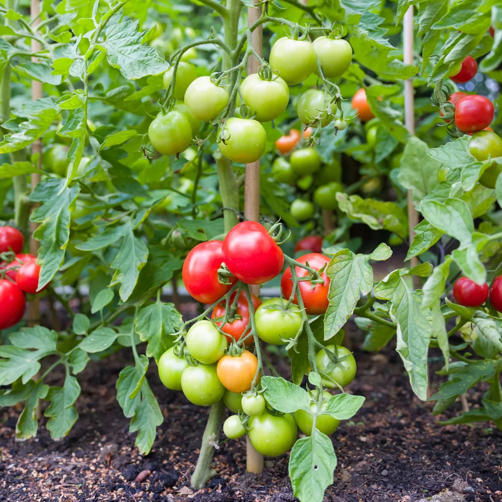 Tomate Vitador F1 Solanum lycopersicum vitador f1