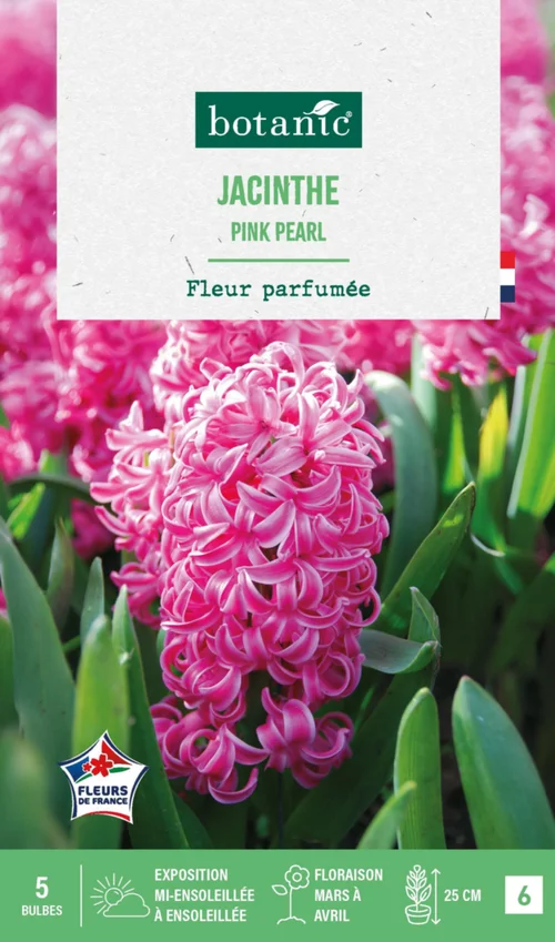 Jacinthe pink pearl botanic® - 5 bulbes