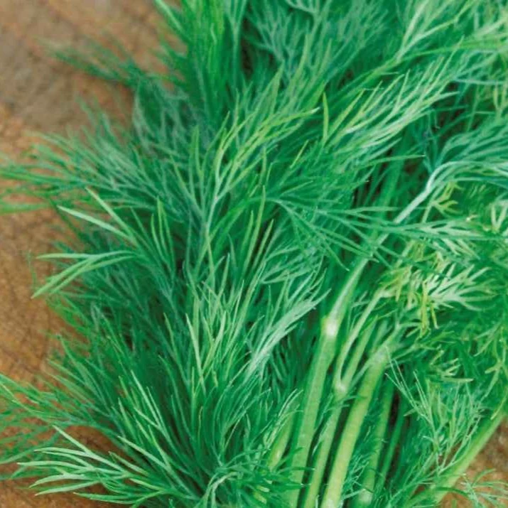 Aneth Bouquet Bio Anethum graveolens
