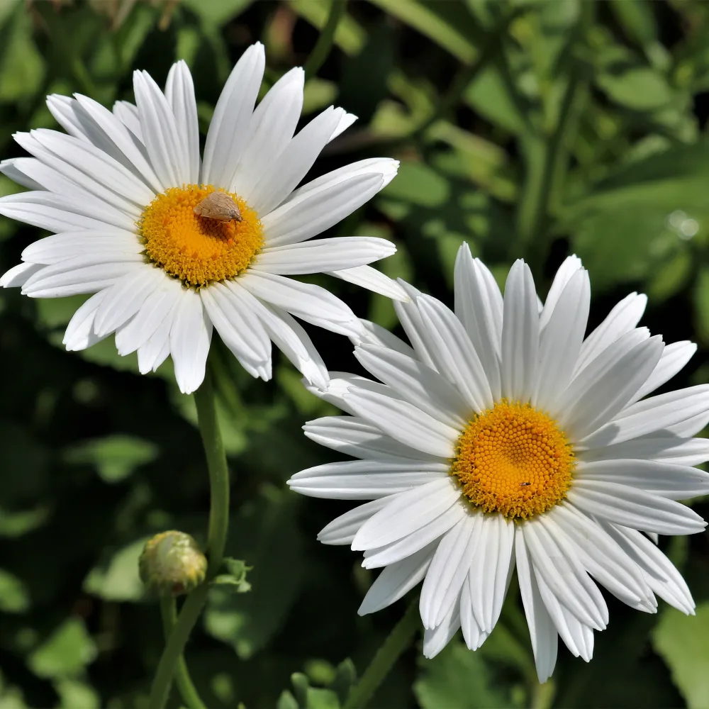 Marguerite d'été Silberprinzeschen Leucanthemum x superbum Silberprinzesschen