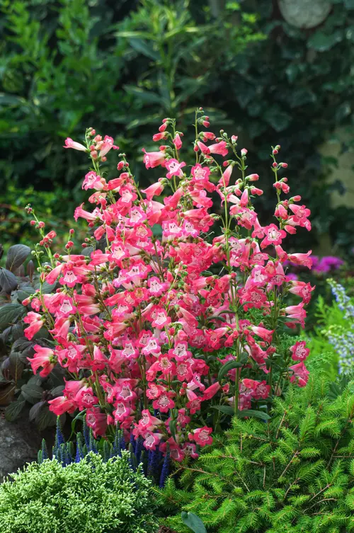 Penstemon ‘Souvenir d’Adrien Régnier’ - Le pot de 2 litres