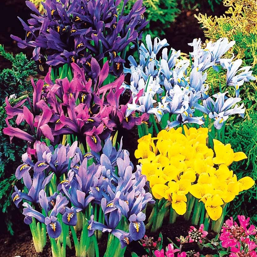 50 Iris miniatures en mélange Iris reticulata