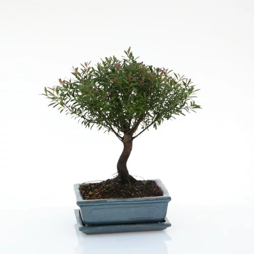 Bonsaï botanic® Syzygium avec pot et soucoupe - Taille 3,2