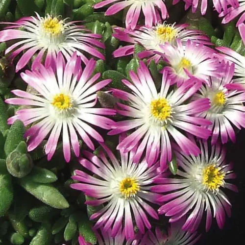 Delosperma x lido violet/blanc - Le pot de 9 x 9 cm.