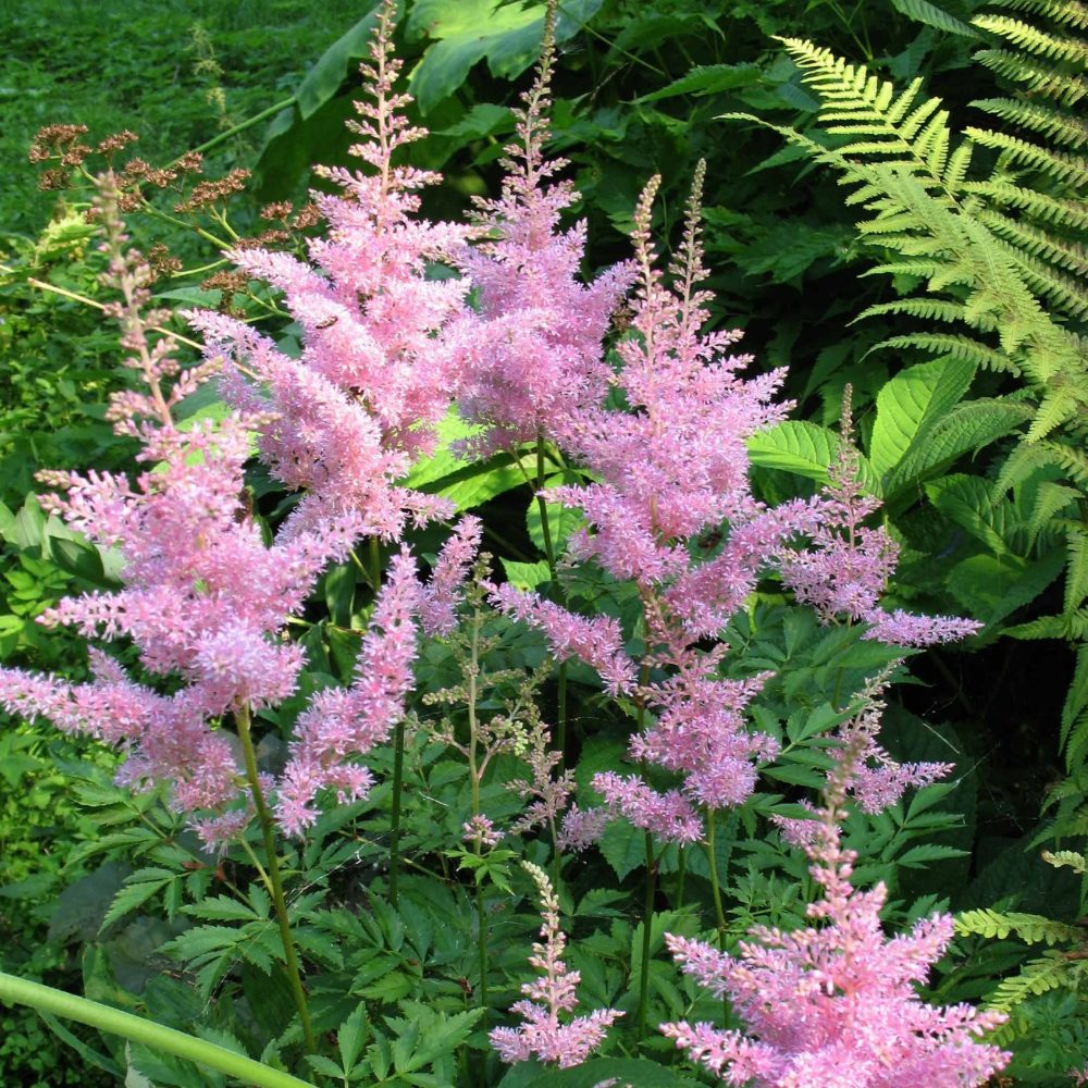 3 Astilbes Nouvelle vague Astilbe new wave