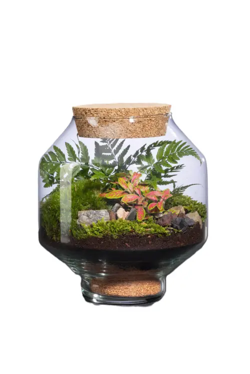 Terrarium autonome Solu L botanic® - Ø 10,5-21 x 23,5 cm