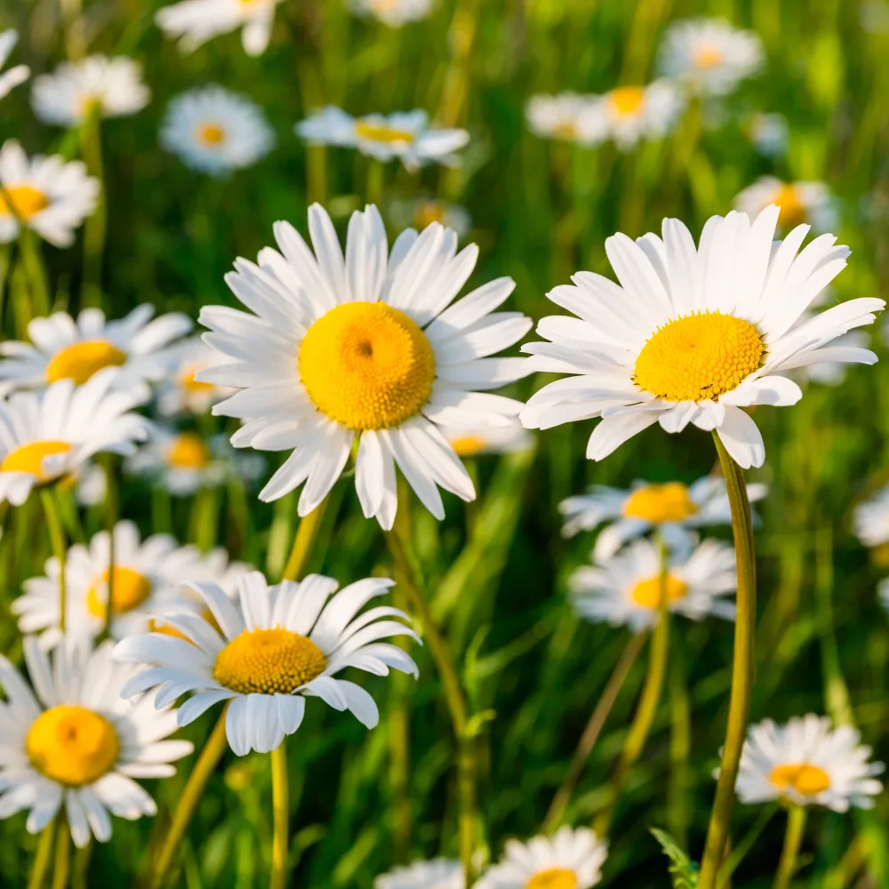 Marguerite Maikönigin Leucanthemum vulgare maikönigin