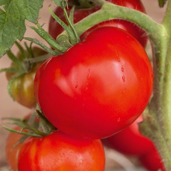 3 Plants de Tomate Saint Pierre F1 Solanum lycopersicum saint pierre f1