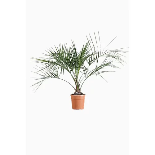 Butia Capitata (Cocotier du Brésil) 60/80 en pot de 9 L vert