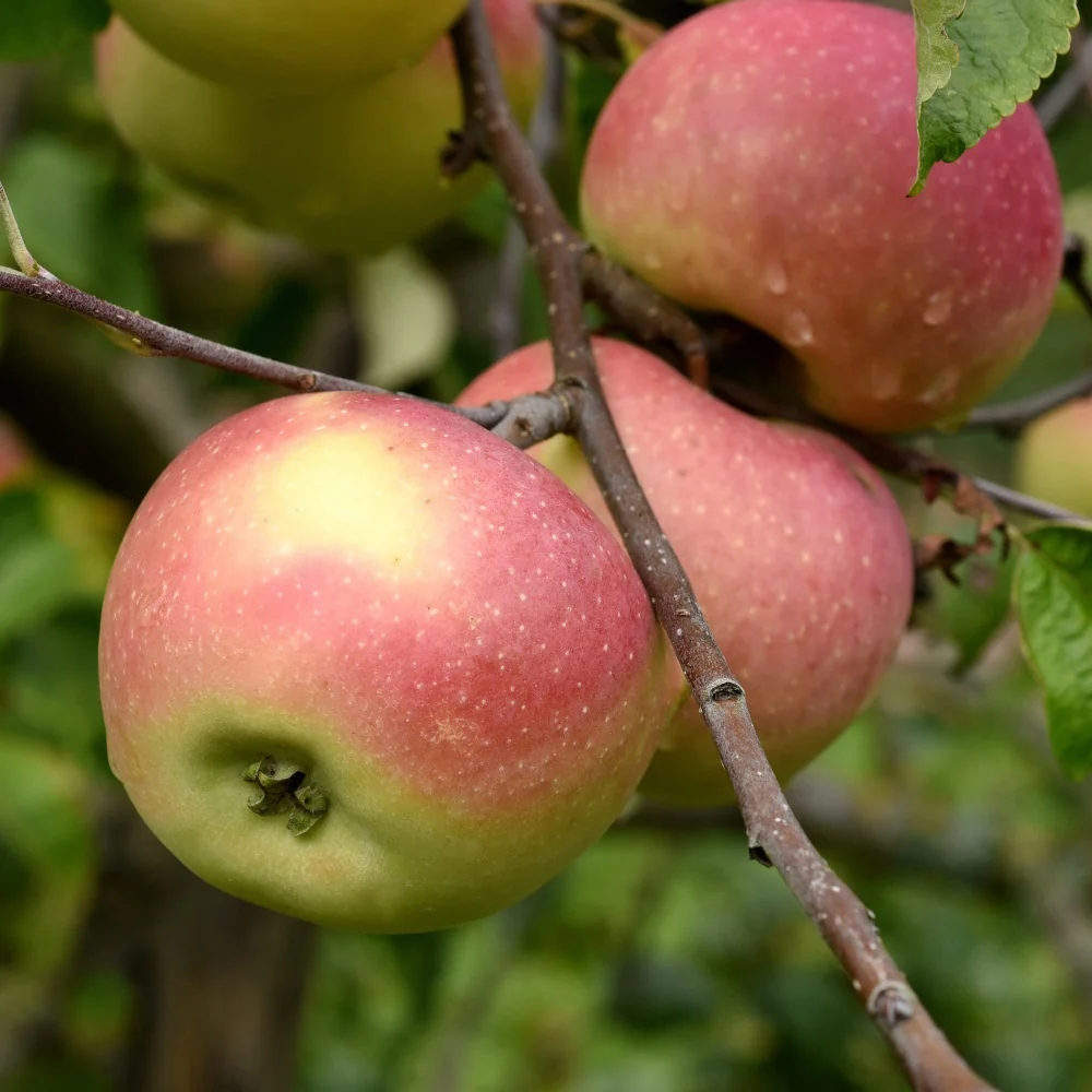 Pommier Melrose Malus domestica melrose