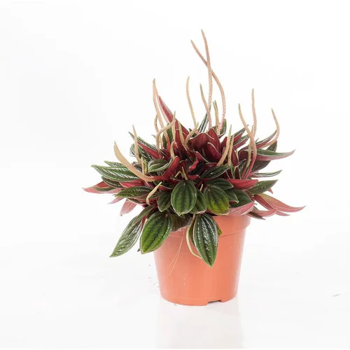 Peperomia rosso