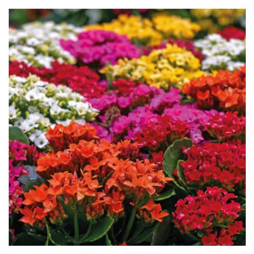 Kalanchoe à fleurs multicolores. La jardinière de 40 cm avec soucoupe