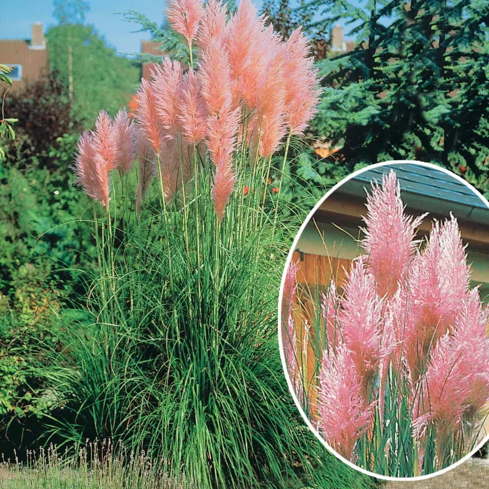 2 Herbes de la pampa roses Cortaderia rosea