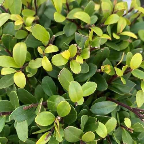 Houx crénelé (Ilex Crenata) boule 20 cm. Le pot de 5 litres