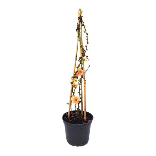 Cognassier du Japon - pot 3 L
