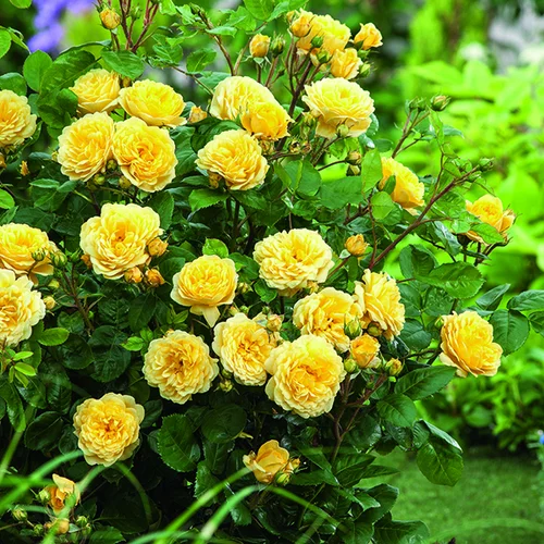 Rosier Anny Duperey® LR jaune botanic®. Le pot de 5 litres