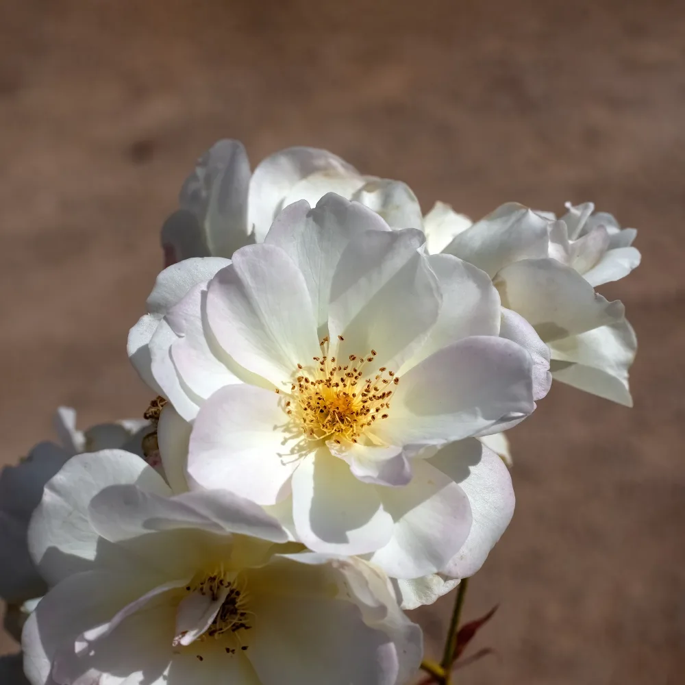Rosier arbustif Pénélope Rosa moschata Pénélope