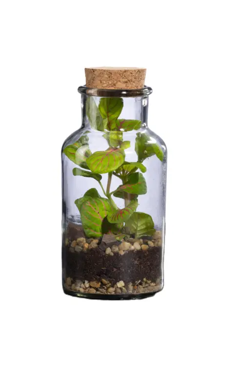 Terrarium autonome Barrate M botanic® - Ø 6,7 x 13,5 cm