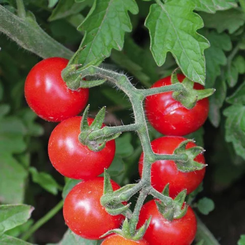 Tomate Cerise ronde Plumbrella bio. Le pot recyclé de 2.5 litres
