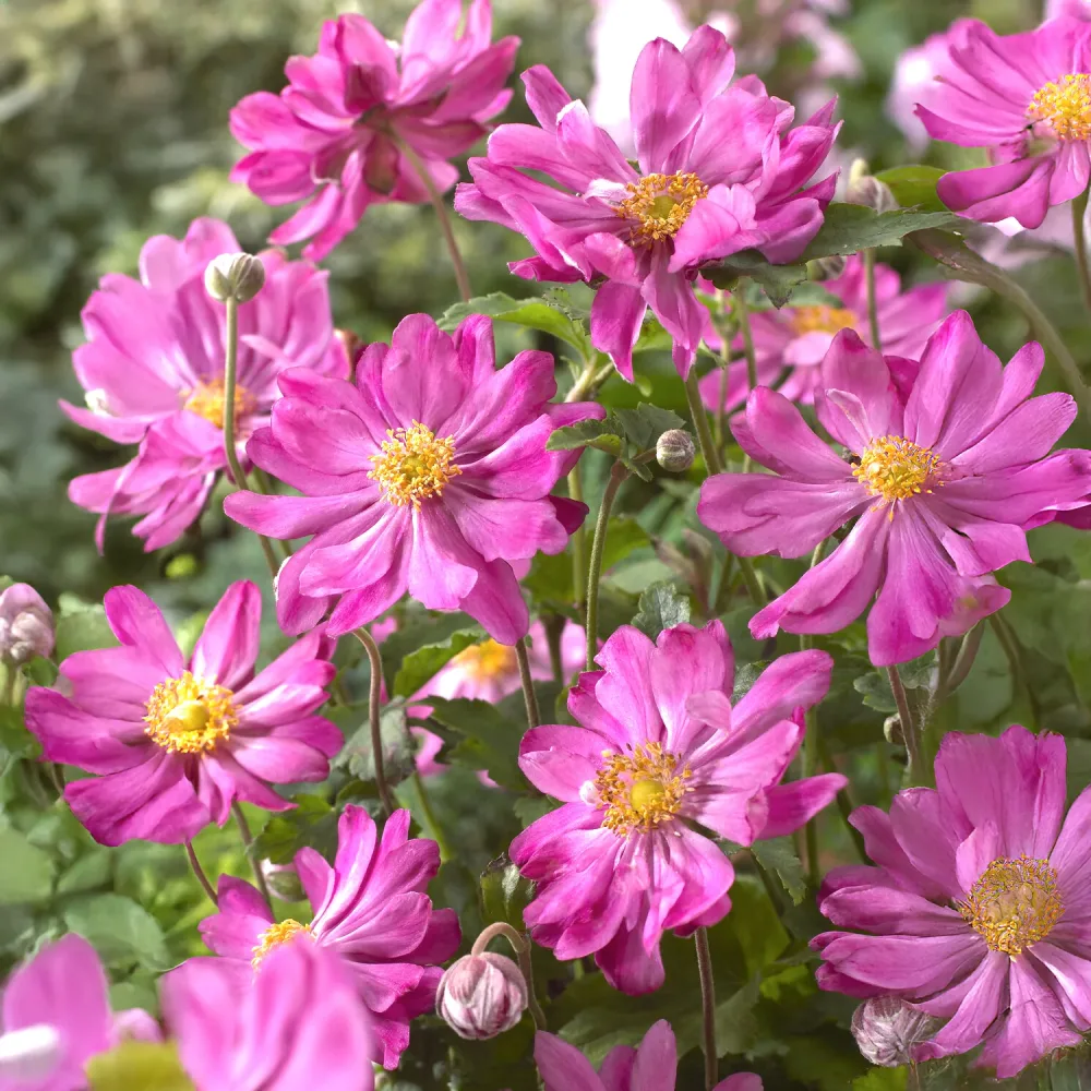 Anémone du Japon 'Prinz Heinrich Anemone hupehensis 'prinz heinrich'