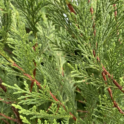 Cyprès de Leyland vert. Le pot de 25 litres