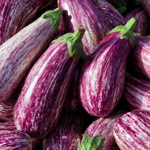 Biologische zaden van Aubergine Listada de Gandia