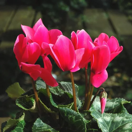 Mini Cyclamen - La coupe terre cuite de 25 cm