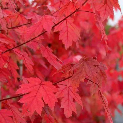 Érable De Freeman Autumn Blaze. Le pot de 15 litres