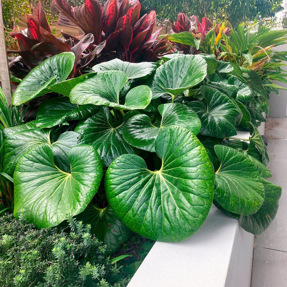 Farfugium Gigantea Articjungle® Farfugium japonicum Giganteum Articjungle®