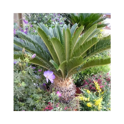 Cycas Revoluta vert. Le pot de 90 litres