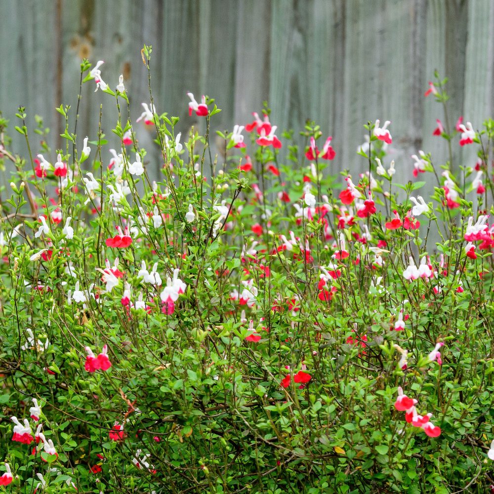 Sauge Hotlips Salvia microphylla hotlips (grahamii)