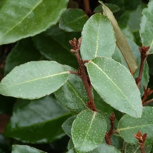 Elaeagnus Ebbingei (Chalef de Ebbing) 80/100 en pot de 10 L argent