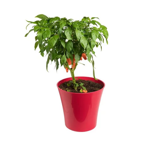 Poivron Snakor® Orange Bio. Le pot de 2,5 litres