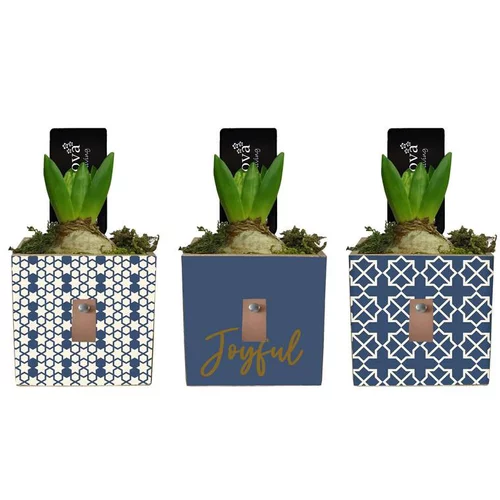 Jacinthe en pot décoratif forme carrée de 9 cm