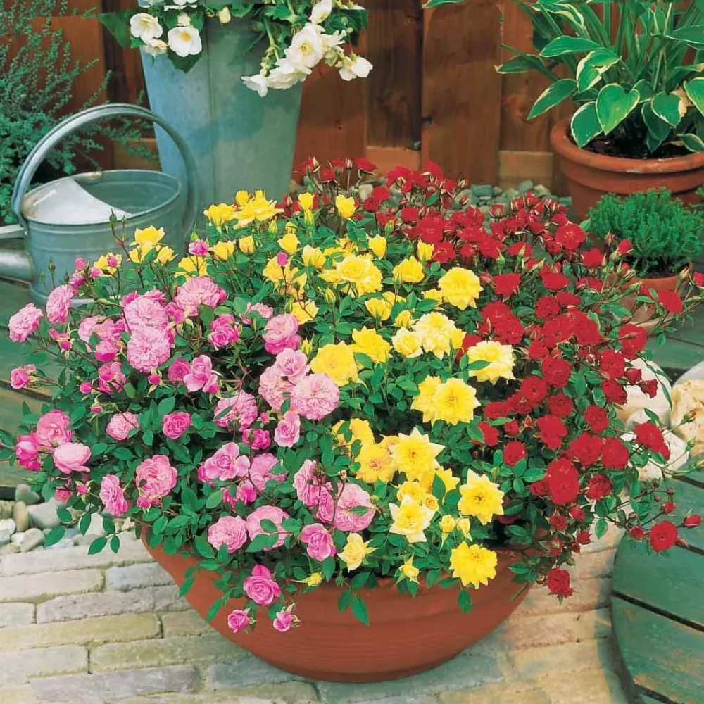 Collection de 3 mini-rosiers pour balcon Rosa