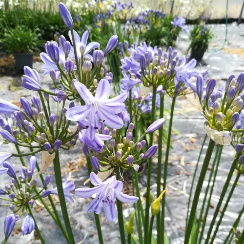 Agapanthe Little Amethyst. Le pot de 3 litres