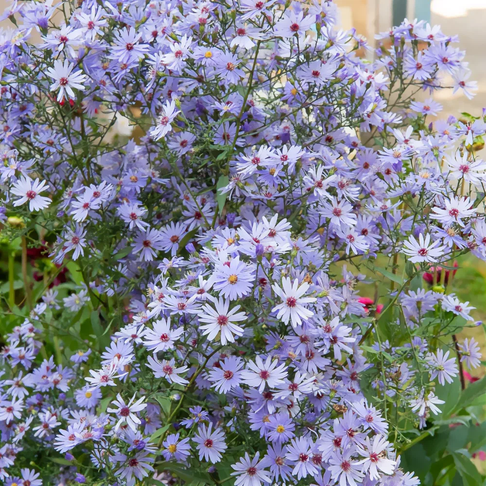 Aster d'automne Little Carlow Aster little carlow jolly jumper