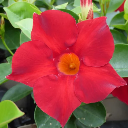 Dipladenia Sundaville Boule Gm - Le pot de 33 cm