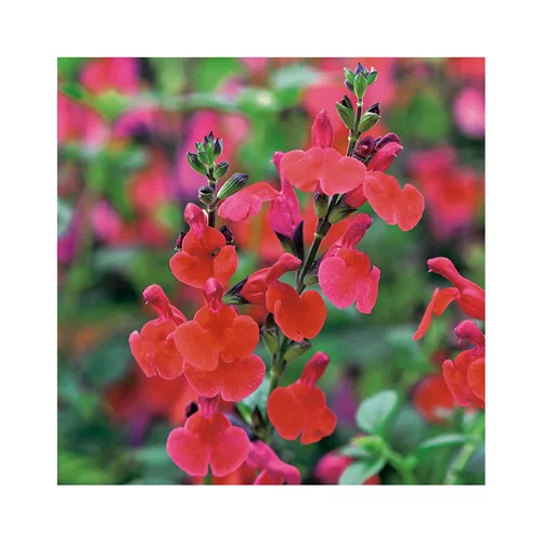 Sauge vivace royal bumble en pot de 3 litres