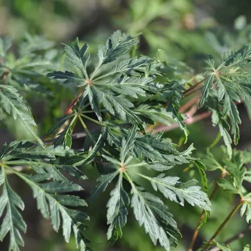 Erable du Japon (ACER PALMATUM DISSECTUM PALMATIFIDIUM ) Le pot de 3 litres