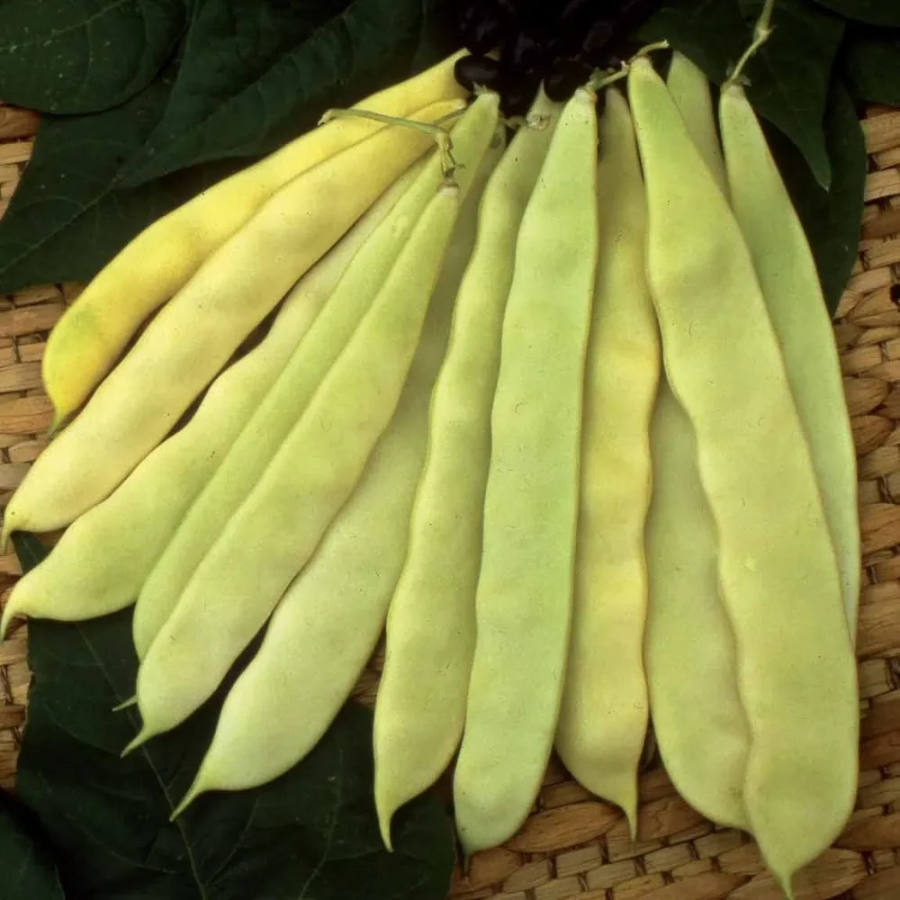 Haricot à rames Or du Rhin - Merveille de Venise Phaseolus vulgaris or du rhin