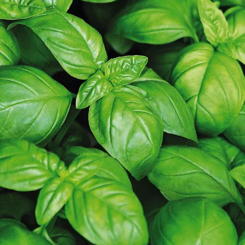 Basilic Grand Vert Bio. Le pot de 2,5 litres